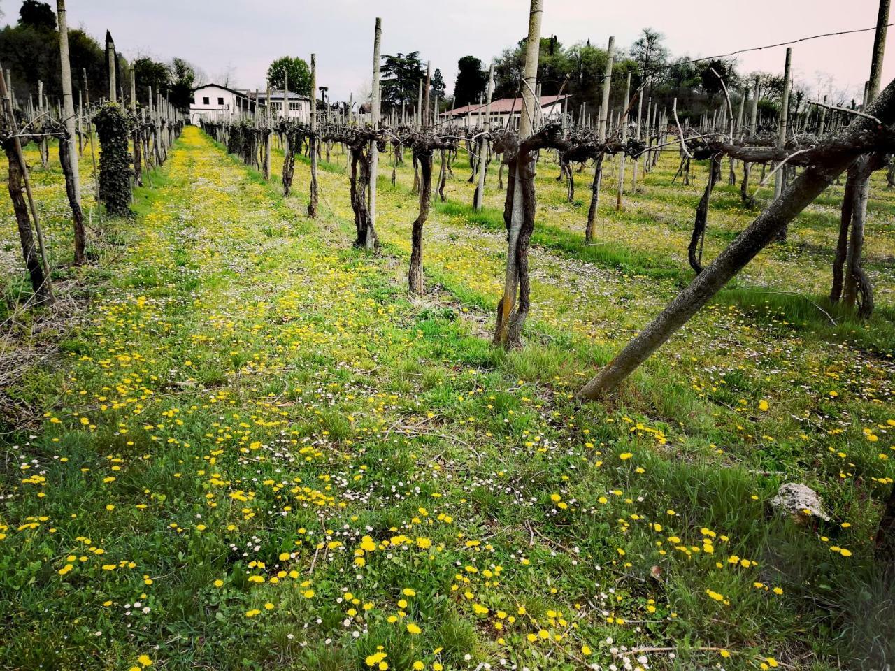 Agriturismo Il Rovere Lonato Exterior photo
